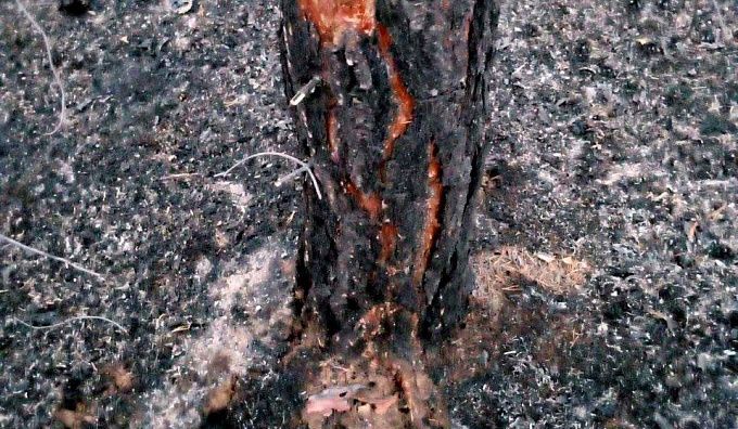 В Бурятии из-за сухой грозы вспыхнул лесной пожар