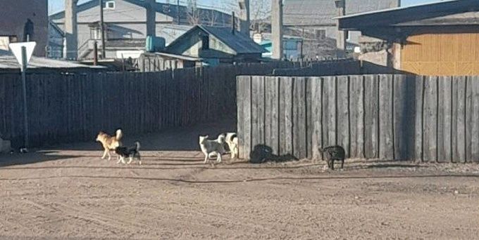 В районе Бурятии собаки напали на дошкольников