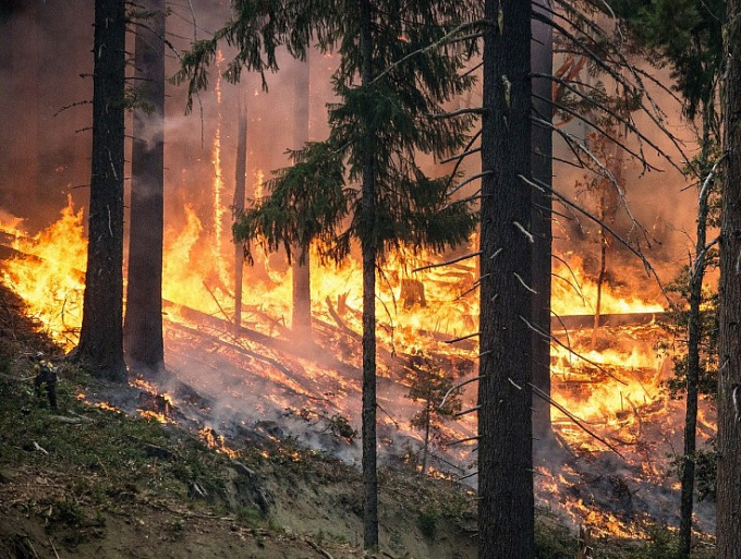 В Бурятии мужчина развел костер и спалил 12 га леса