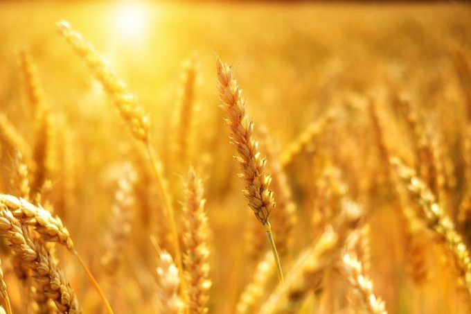 В Улан-Удэ гендиректор фирмы присвоил миллионы за продажу чужого зерна
