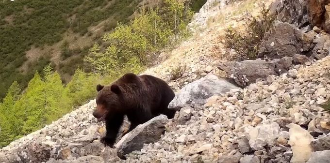 Крупный медведь переходил дорогу в Бурятии