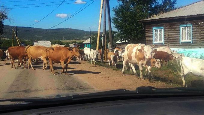 Крушат, ломают и угрожают жизни: В районе Бурятии придумали, как бороться с «гулящими» коровами