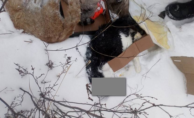 В Улан-Удэ на кромке леса обнаружили десятки трупов домашних животных (ФОТО 18+)