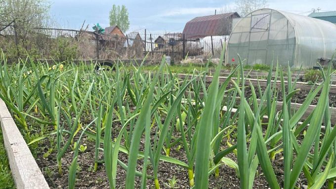 Жителям Бурятии рассказали, какие работы проводят в огороде в конце июля