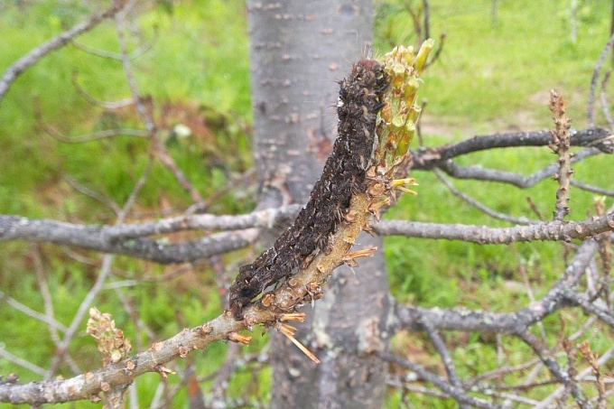Шелкопряды уничтожают лес в районе Бурятии