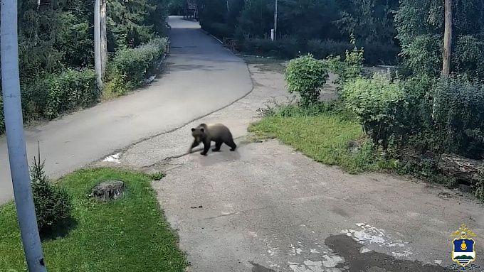Медведей стали чаще замечать в жилых районах Улан-Удэ