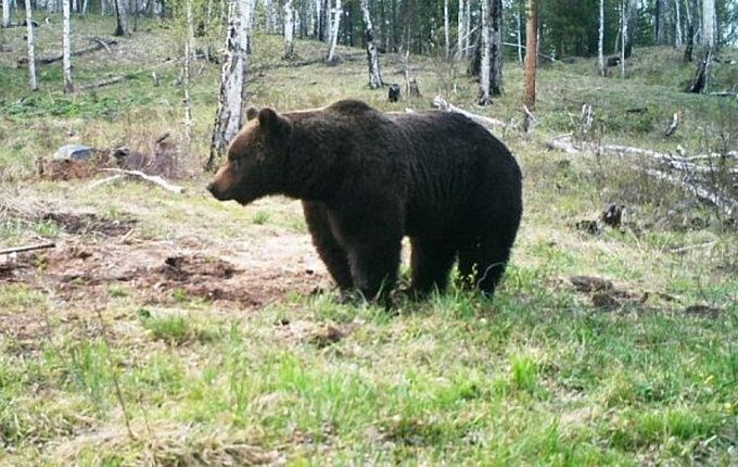 Крупный медведь вышел на дорогу в районе Бурятии