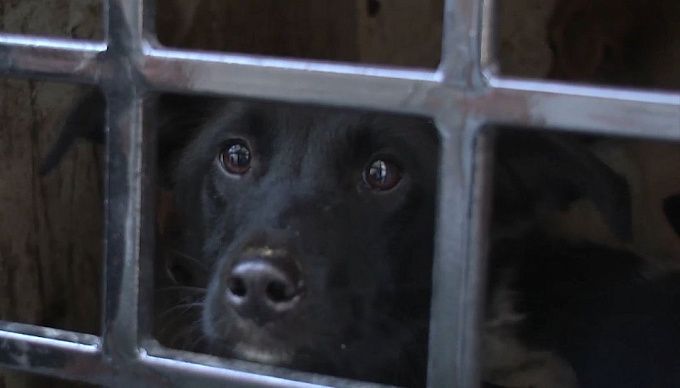 Госдума приняла закон о штрафах за выброшенных животных 