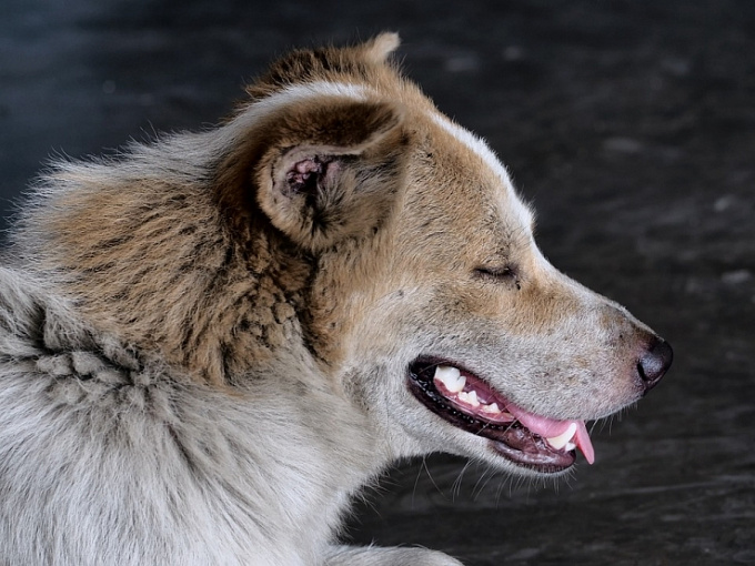 Мэрию Улан-Удэ оштрафовали на 25 тысяч за укус бездомной собаки