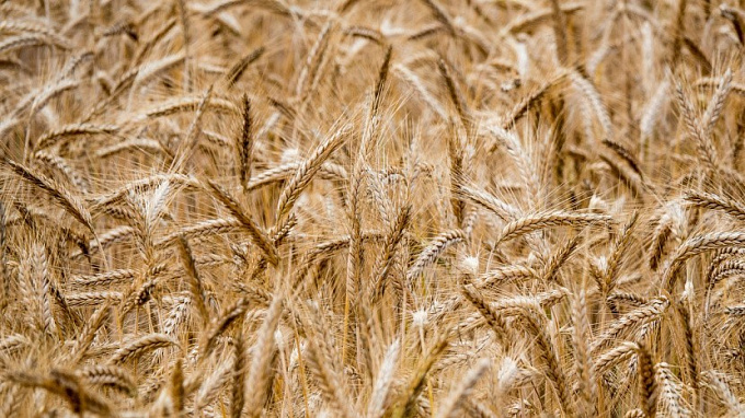 В Бурятии ученые запатентовали способ повышения урожайности зерна