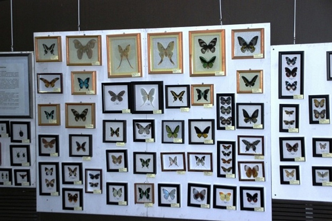 В Улан-Удэ приехала выставка редких насекомых мира
