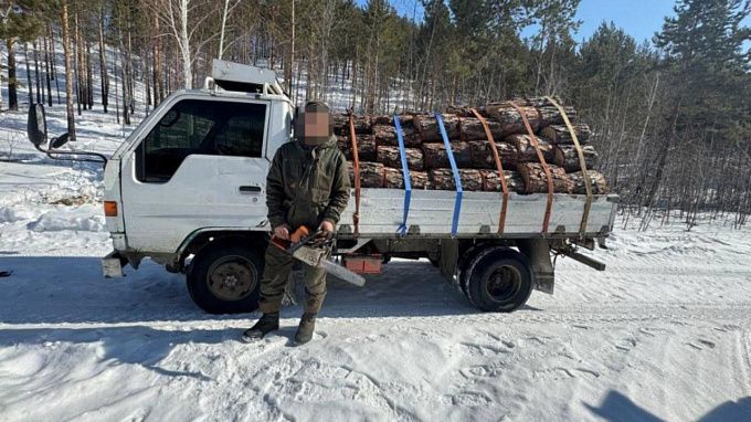 Черного лесоруба поймали с поличным в Бурятии