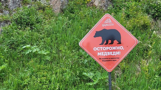 На Байкале агрессивный медведь вышел на популярный турмаршрут