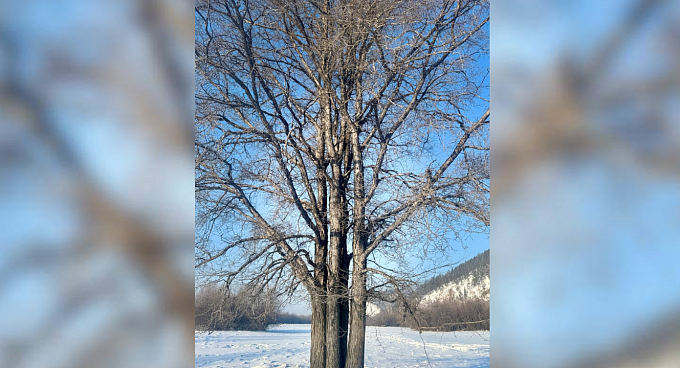 Редкое дерево растёт в районе Бурятии