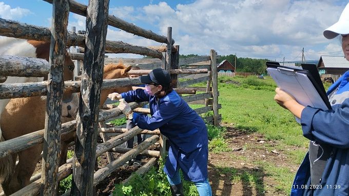 В селе Бурятии, где зафиксировали бешенство, завершили вакцинацию животных