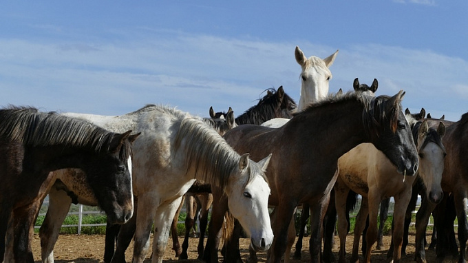 В Бурятии фермер украл табун лошадей