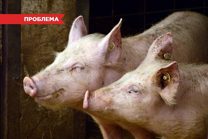 Реальная угроза: Что такое африканская чума свиней и чем она опасна? 