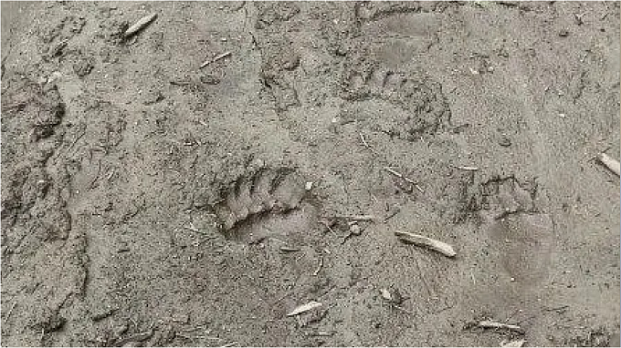 Первые следы медведя заметили в нацпарке Бурятии