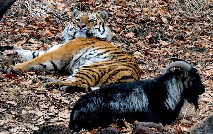 Умер козел Тимур, прославившийся своей дружбой с тигром Амуром
