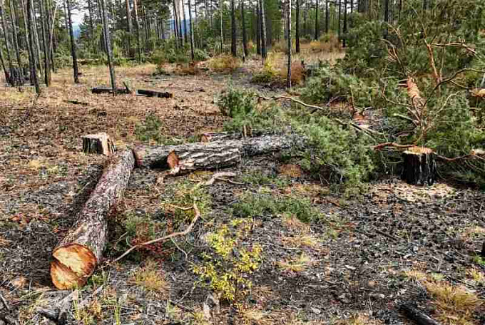 Трое мужчин вырубили лес в пригороде Улан-Удэ почти на 2 млн рублей 