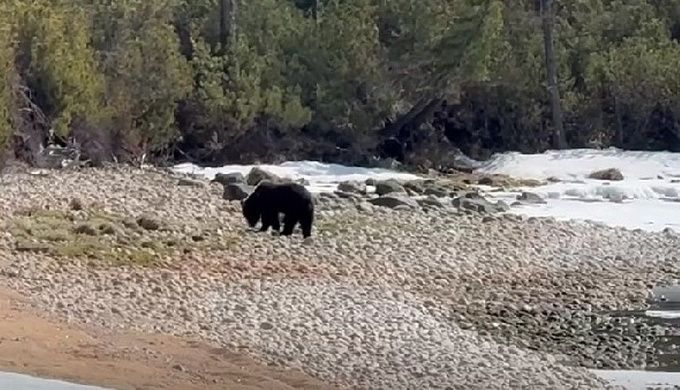 Голодного медвежонка заметили на Байкале