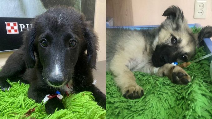 В Улан-Удэ неизвестные бросили щенков умирать в заброшенном доме