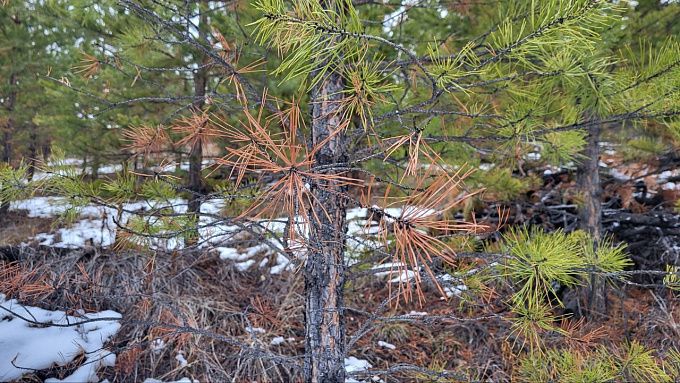Сильные снегопады пройдут в Бурятии