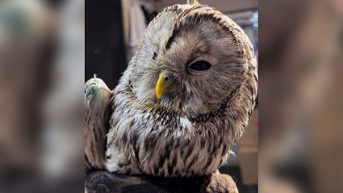 Специалисты из иркутского зоопарка рассказали о самочувствии спасенной совы