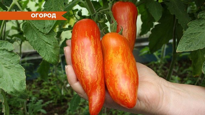 Чем хороши помидоры-«гномы» или Как вырастить томаты на балконе