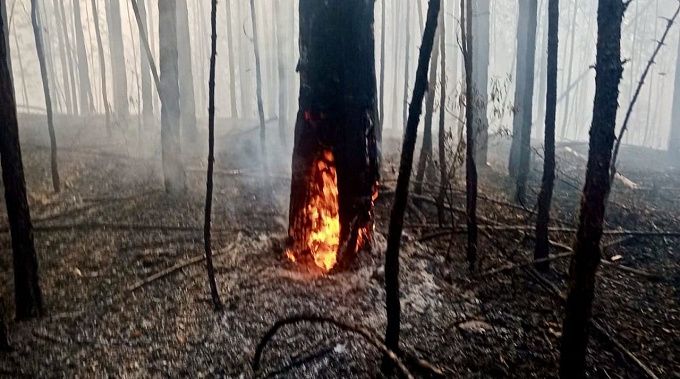 Сухие грозы восемь раз стали причиной лесных пожаров в Бурятии