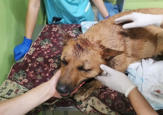 В Улан-Удэ неизвестные пробили голову собаке (ФОТО 18+)