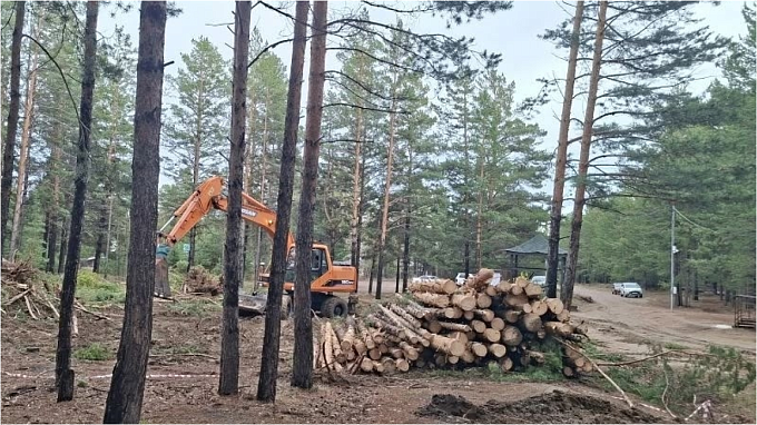 Общественники бьют тревогу из-за вырубки леса у Тропы здоровья в Улан-Удэ