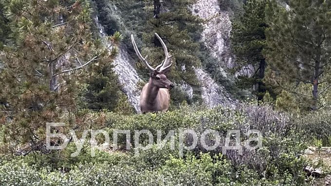Хозяин Шумакской долины показался людям