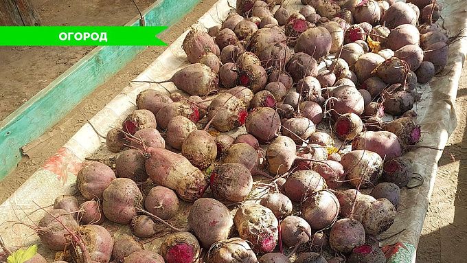 Правила уборки урожая