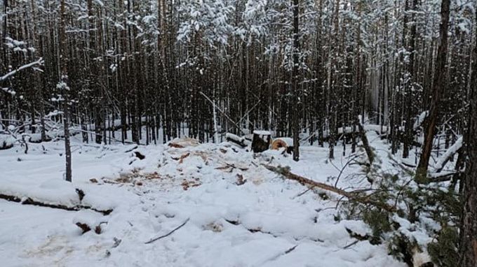 В Бурятии «черный» лесоруб пойдет под суд за 31 срубленную сосну