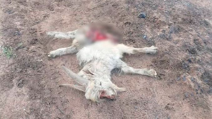 Домашние собаки загрызли коз в районе Бурятии