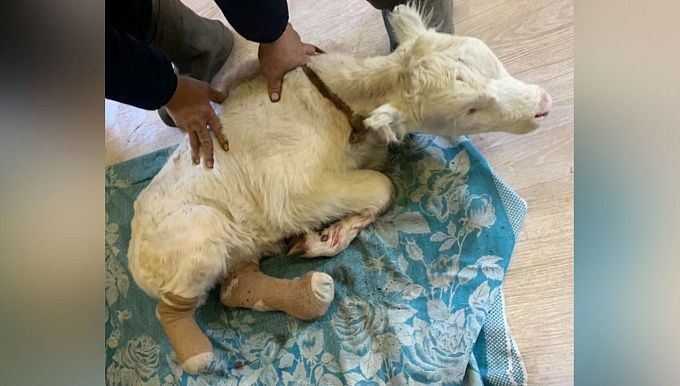 В Бурятии спасают теленка, лишившегося ног из-за мороза