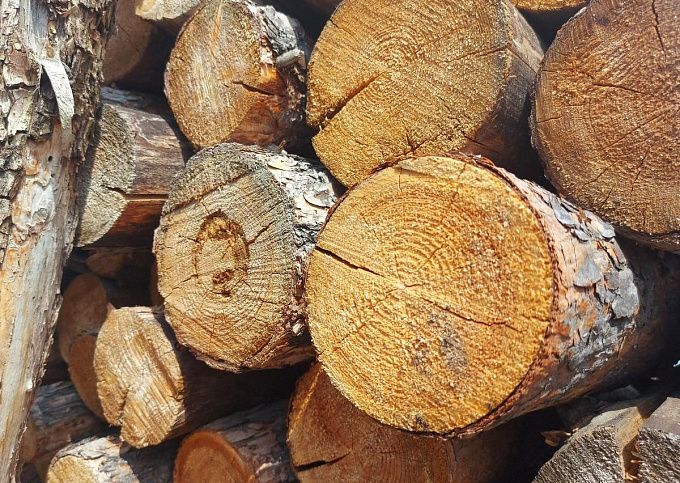 В Бурятии возбудили дело по факту контрабанды древесины на 13 млн рублей