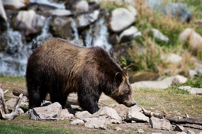 23-летнего жителя Бурятии на Камчатке загрыз медведь