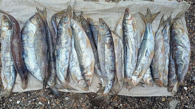 Двух браконьеров с сетями задержали на севере Бурятии