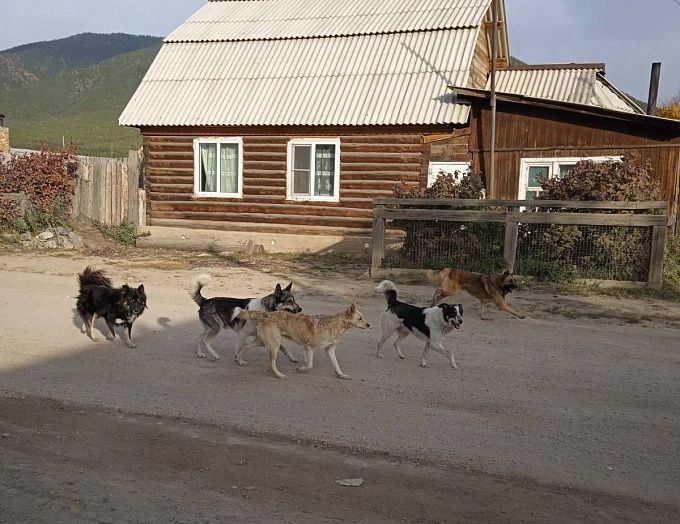В районе Бурятии закончились деньги на отлов собак