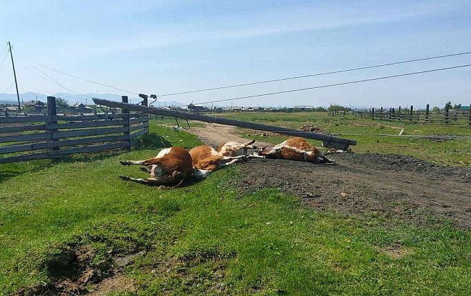 В Бурятии пять коров убило током после ДТП