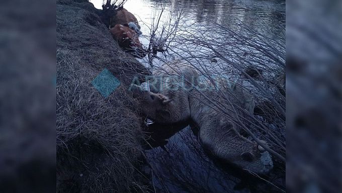 Трупы коров в реке нашли в Бурятии
