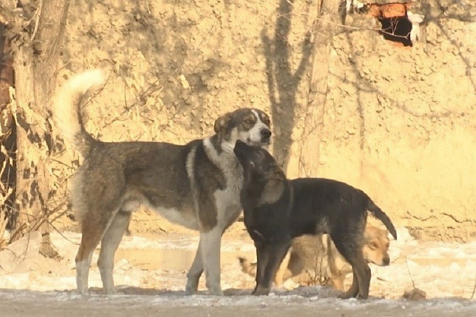 В Улан-Удэ предложили ужесточить ответственность для владельцев крупных собак