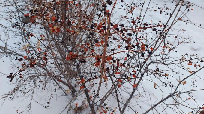 Сильный ветер и метели прогнозируют в Бурятии