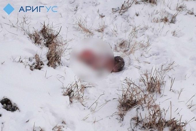 В Бурятии ищут матерей, выбросивших детей сразу после родов. За информацию о них заплатят 500 тысяч 