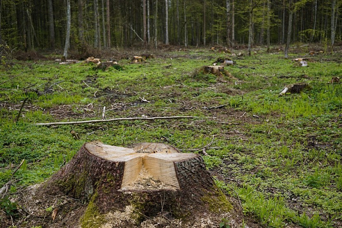 В Бурятии лесничий помог предпринимателю вырубить лес