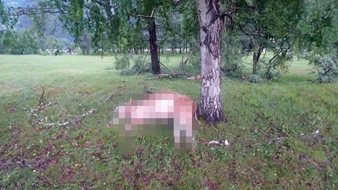 Четыре коровы погибли после удара молнии в Бурятии