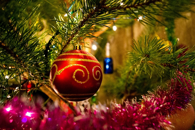 Продажа новогодних ёлок в Бурятии стартует 15 декабря