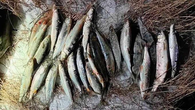 Двоих браконьеров поймали на севере Бурятии